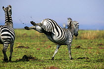 Grant's zebra (Equus burchelli boehmi) male kicking out with back hind legs whilst fighting, Masai-Mara Game Reserve, Kenya