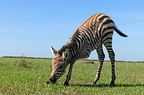 Grant's zebra (Equus burchelli boehmi) foal, Masai-Mara Game Reserve, Kenya