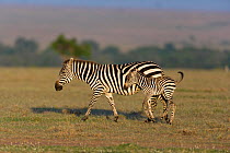 Grant's zebra (Equus burchelli boehmi) mother and young, Masai-Mara Game Reserve, Kenya