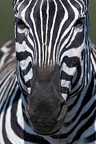 Grant's zebra (Equus burchelli boehmi) close-up portrait, Masai-Mara Game Reserve, Kenya
