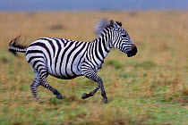 Grant's zebra (Equus burchelli boehmi) male running, Masai-Mara Game Reserve, Kenya