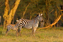 Grant's zebra (Equus burchelli boehmi) mother with foal, watching the Red billed oxpecker (Buphagus erythrorhynchus) on its mother's back, Nakuru National Park, Kenya