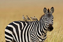 Grant's zebra (Equus burchelli boehmi) and wattled starling (Creatophora cinerea) Masai-Mara Game Reserve, Kenya