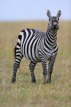 Grant's zebra (Equus burchelli boehmi) showing 'flehmen response' to smell, Masai-Mara Game Reserve, Kenya