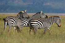 Grant's zebra (Equus burchelli boehmi) young males playing, Nakuru National Park, Kenya