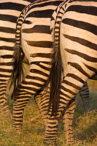 Grant's zebra (Equus burchelli boehmi) hind legs and tails, Amboseli National Park, Kenya