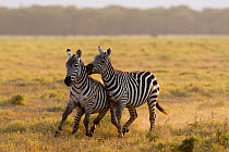 Grant's zebra (Equus burchelli boehmi) males fighting, Amboseli national park, Kenya