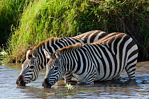 Grant's zebra (Equus burchelli boehmi) drinking, Masai-Mara Game Reserve, Kenya