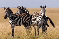 Grant's zebra (Equus burchelli boehmi) males, Masai-Mara Game Reserve, Kenya