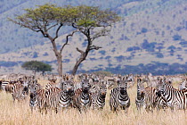 Grant's zebra (Equus burchelli boehmi) herd, Masai-Mara Game Reserve, Kenya