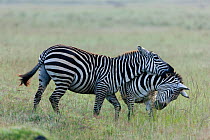 Grant's zebra (Equus burchelli boehmi) males fighting, Masai-Mara Game Reserve