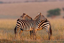 Grant's zebra (Equus burchelli boehmi) grooming, Masai-Mara Game Reserve, Kenya