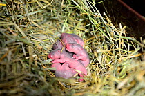 Newborn common hamster babies (Cricetus cricetus) age 2 days, Alsace, France, captive