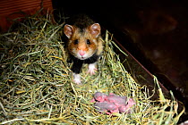 Female common hamster (Cricetus cricetus) with her newborn babies, age 2 days, Alsace, France, captive