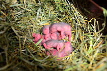 Newborn common hamster babies (Cricetus cricetus) age 2 days, Alsace, France, captive