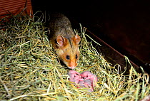 Female common hamster (Cricetus cricetus) with her newborn babies, age 2 days, Alsace, France, captive