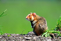 Common hamster (Cricetus cricetus) Alsace, France, captive