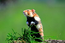 Common hamster standing (Cricetus cricetus) Alsace, France, captive