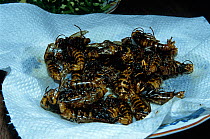 Japanese giant hornet (Vespa mandarinia) deep fried to be eaten, Ina Nagano Province, Japan, March 2006
