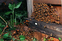 Japanese giant hornets (Vespa mandarinia) attacking honey bees,  Ina Nagano Province, Japan, March