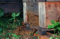 Japanese giant hornets (Vespa mandarinia) attacking honey bees, Ina Nagano Province, Japan, March
