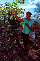 Woman  picking Mopane worms (Imbrasia belina) Tuli Block, Botswana,