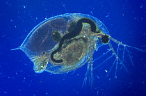 Freshwater Flea (Daphnia magna) giving birth, controlled conditions, UK