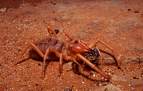 Sun Spider (Solifugid solpugilae) Tuli Block, Botswana
