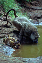 Yellow Baboon (Papio cynocephalus) adult and baby drinking, Mikumi National Park, Tanzania