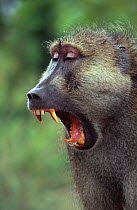 Yellow Baboon (Papio cynocephalus) with mouth open, Mikumi National Park, Tanzania