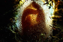 Medicinal leech (Hirudo medicinalis) egg cocoon, UK