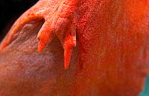 Horse conch (Pleuroploca hunteria) close-up of eye stalks. Florida USA