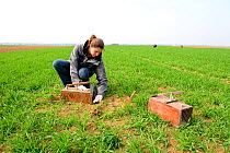 Scientists from the French Wildlife Department (ONCFS) placing traps to capture the common hamster (Cricetus cricetus) in a wheat field, Alsace, France, April 2013 Model released.
