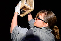 Scientist from the French Wildlife Department (ONCFS) inspecting a trap with a captured common hamster (Cricetus cricetus) in a wheat field, Alsace, France, April 2013