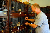 Jean Paul Burget, President of the French association 'Sauvegarde Faune Sauvage d'Alsace' (Wildlife Conservation of Alsace) in his breeding center for common hamster (Cricetus cricetus), Elsenheim, Al...