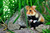 Portrait of a common hamster (Cricetus cricetus),  Alsace, France, captive