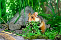 Common hamster feeding (Cricetus cricetus), Alsace, France, captive