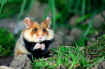 Common hamster feeding (Cricetus cricetus), Alsace, France, captive