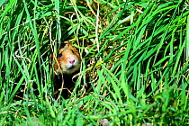 Common hamster (Cricetus cricetus), foraging in a field, Alsace, France, captive