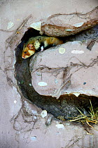 Common hamster (Cricetus cricetus) in a burrow Alsace, France, captive