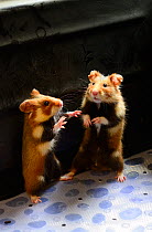 Couple of common hamster (Cricetus cricetus) standing on hind legs during breeding season at the Association 'Sauvegarde Faune Sauvage d'Alsace' (Wildlife Conservation of Alsace) breeding center, capt...