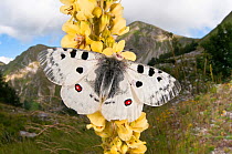 Apollo butterfly (Parnasius apollo) Mount Terminillo, Rieti, Lazio, Italy. July