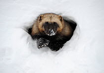 Wolverine (Gulo gulo) emerging from snow shelter after hibernation. Kronotsky Zapovednik Nature Reserve, Kamchatka Peninsula, Russian Far East, February.