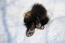 Wolverine (Gulo gulo) feet in snow den hole, where it hibernates over winter. Kronotsky Zapovednik Nature Reserve, Kamchatka Peninsula, Russian Far East, January.