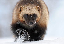 Wolverine (Gulo gulo) portrait. Kronotsky Zapovednik Nature Reserve, Kamchatka Peninsula, Russian Far East, February.