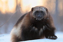 Wolverine (Gulo gulo) portrait. Kronotsky Zapovednik Nature Reserve, Kamchatka Peninsula, Russian Far East, February.