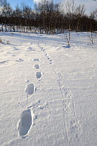 Parallel tracks of a person and a Wolverine (Gulo gulo); the Wolverine is adapted to easily walk over snow. Kronotsky Zapovednik Nature Reserve, Kamchatka Peninsula, Russian Far East, February.