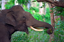 Asian Elephant (Elephas maximus) male feeding, South India