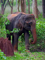 Asian Elephant (Elephas maximus) female feeding, covered in dirt, with termite mound, Nagarhole National Park, South India