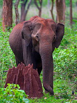 Asian Elephant (Elephas maximus) femalenext to termite mound in forest, Nagarhole National Park, South India